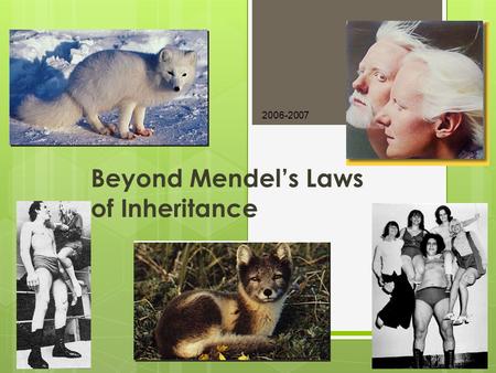 2006-2007 Beyond Mendel’s Laws of Inheritance Extending Mendelian genetics  Mendel worked with a simple system  peas are genetically simple  most.