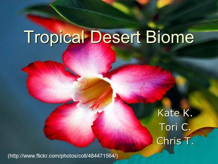 Tropical Desert Biome Kate K. Tori C. Chris T. (http://www.flickr.com/photos/coll/484471564/)