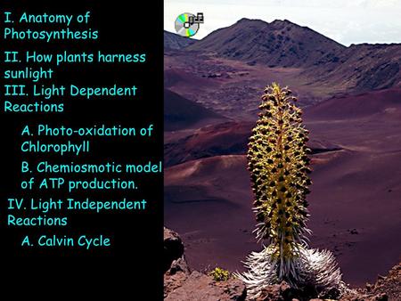 III. Light Dependent Reactions A. Photo-oxidation of Chlorophyll B. Chemiosmotic model of ATP production. IV. Light Independent Reactions A. Calvin Cycle.