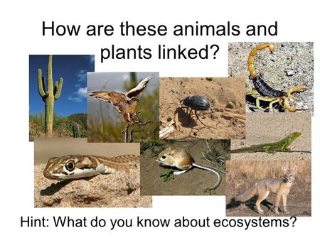 How are these animals and plants linked?