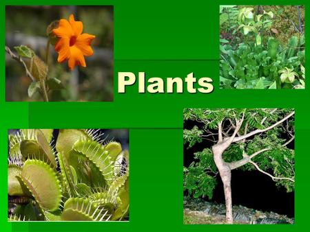 Plants. Plant Adaptations ADAPTING TO LAND Plants moved from water to land -adaptations to survive this new and strange environment. -adaptations to.
