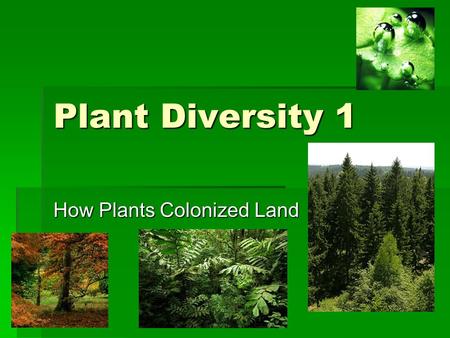 How Plants Colonized Land