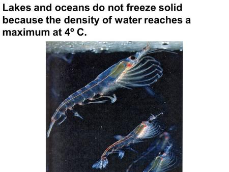 Lakes and oceans do not freeze solid because the density of water reaches a maximum at 4º C.