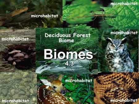 Biomes 4.3.