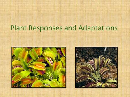 Plant Responses and Adaptations. Hormones Just like animals, plants rely on hormones to control growth and development, and responses to environmental.