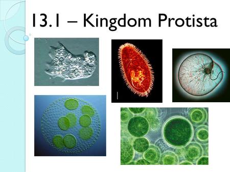13.1 – Kingdom Protista.