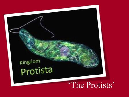 ‘The Protists’.