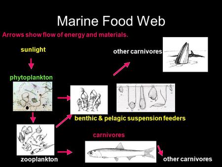 Marine Food Web sunlight phytoplankton zooplankton carnivores benthic & pelagic suspension feeders other carnivores Arrows show flow of energy and materials.