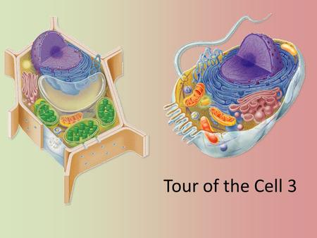 Tour of the Cell 3 Cells gotta work to live! What jobs do cells have to do? – make proteins proteins control every cell function – make energy for daily.