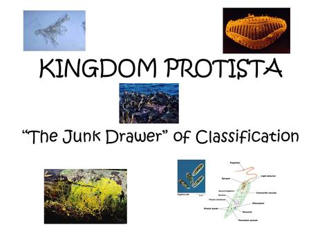 KINGDOM PROTISTA “The Junk Drawer” of Classification.