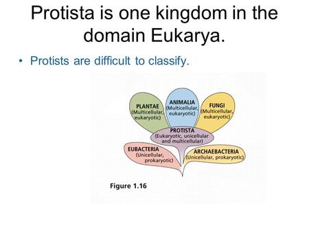 Protista is one kingdom in the domain Eukarya.