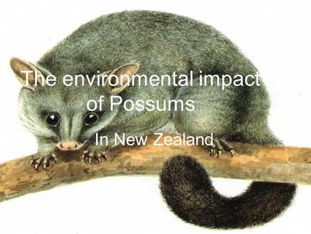 The environmental impact of Possums In New Zealand.