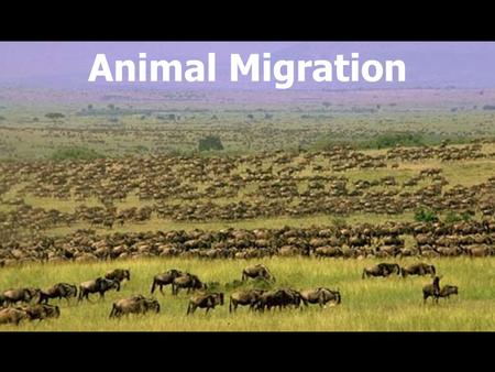 Animal Migration. What is migration? Migration: Seasonal back and forth journeys between two sites Migrant vs. Resident.