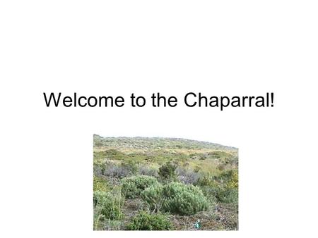 Welcome to the Chaparral!. Have you ever dreamed of visiting the old Wild West? You are probably picturing chaparral.