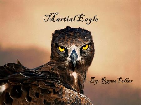 By: Renee Felker.   Scientific  Polemaetus bellicosus  Common:  Martial Eagle Name:
