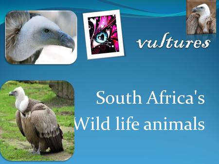 South Africa's Wild life animals. vultures Description Definition Size and Weight Interesting facts Enemas.