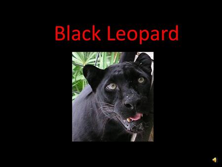 Black Leopard Five Interesting Facts Strong jaws and teeth to kill and carry a prey 2x their weight for miles and up a tree More common in Asia Most.