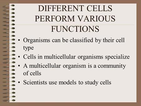 DIFFERENT CELLS PERFORM VARIOUS FUNCTIONS