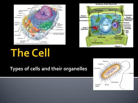 Types of cells and their organelles