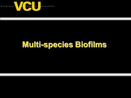 Multi-species Biofilms. Biofilms A biofilm is a community of microorganisms, associated with a surface, and encased in an extracellular polymeric matrix.A.