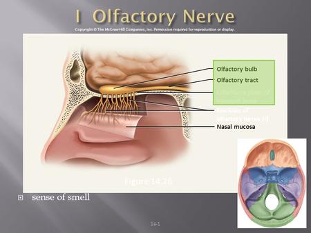 I Olfactory Nerve Figure sense of smell Olfactory bulb
