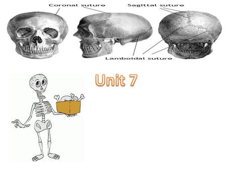 Unit 7 Human Body Systems 5 Functions of the Skeletal System. Gives shape and support to the body Protects the internal organs Provides an attatchment.