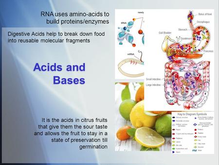 Acids and Bases RNA uses amino-acids to build proteins/enzymes It is the acids in citrus fruits that give them the sour taste and allows the fruit to stay.