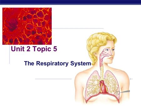 Unit 2 Topic 5 The Respiratory System What is respiration?  Exchange of gases between the internal environment and the external environment  Need O.
