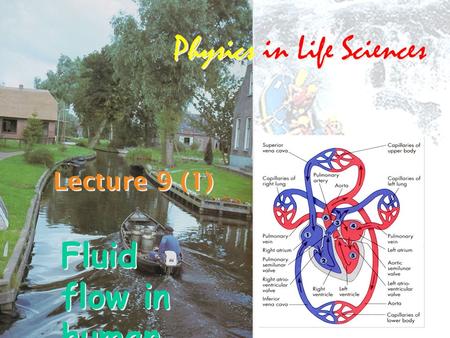 Lecture 9 (1) Physics in Life Sciences Fluid flow in human body2.