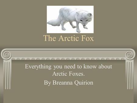 Everything you need to know about Arctic Foxes. By Breanna Quirion
