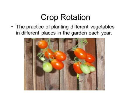 Crop Rotation The practice of planting different vegetables in different places in the garden each year.