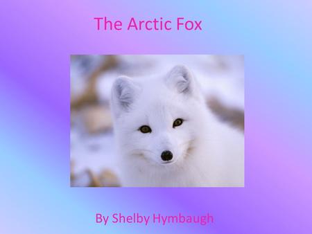 The Arctic Fox By Shelby Hymbaugh. General Information The fox is a mammal. The scientific name is Alopex Lagopus. It lives up to 15 years.