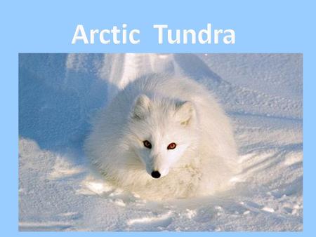 The Arctic is mostly ice and snow with many animals. When the tundra comes many plants grow. The word “tundra” means treeless plain. The growing season.