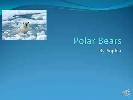 Polar Bears By Sophia.