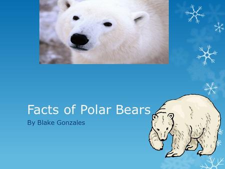 Facts of Polar Bears By Blake Gonzales.