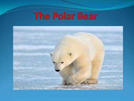 The polar bear or the sea ice bear are the world's largest land predators. They can be found in the Arctic, the U.S. (Alaska), Canada, Russia, Denmark.