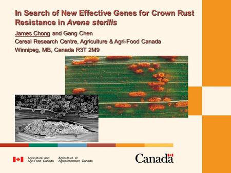 In Search of New Effective Genes for Crown Rust Resistance in Avena sterilis James Chong and Gang Chen Cereal Research Centre, Agriculture & Agri-Food.