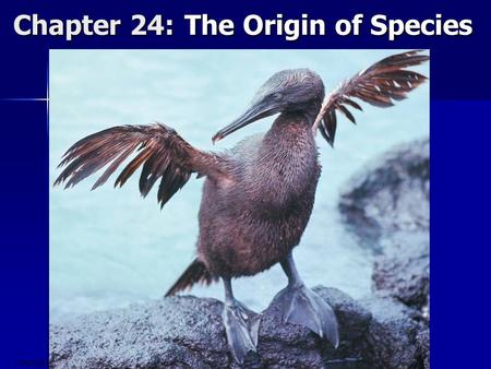Copyright © 2008 Pearson Education, Inc., publishing as Pearson Benjamin Cummings Chapter 24: The Origin of Species.
