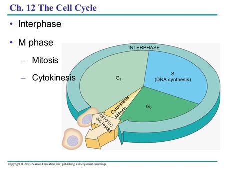 Copyright © 2005 Pearson Education, Inc. publishing as Benjamin Cummings INTERPHASE G1G1 S (DNA synthesis) G2G2 Cytokinesis Mitosis MITOTIC (M) PHASE Ch.