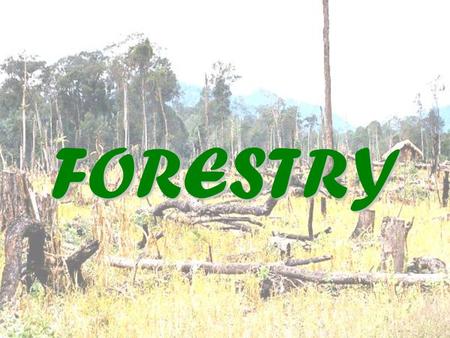 FORESTRY. What is forestry? Although there are important woodland areas in middle latitudes, such as the Black Forest of Germany, the main forest belts.