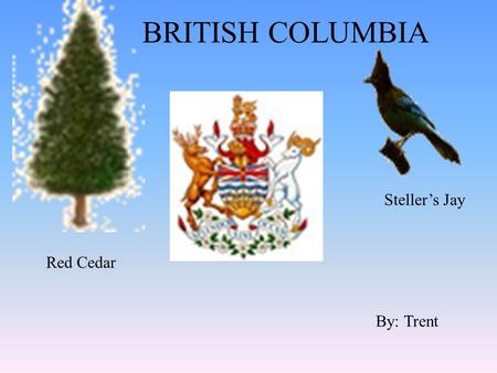 BRITISH COLUMBIA By: Trent Red Cedar Steller’s Jay.