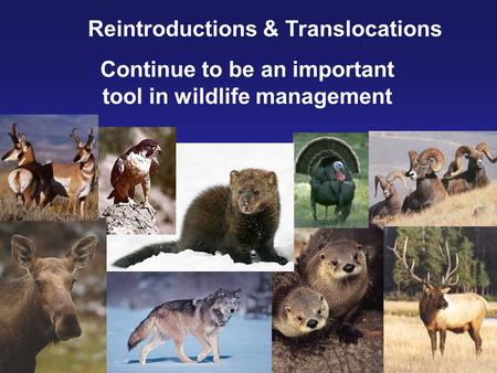 Reintroductions & Translocations Continue to be an important tool in wildlife management.