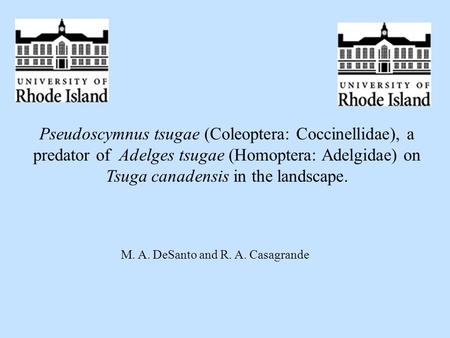 Pseudoscymnus tsugae (Coleoptera: Coccinellidae), a predator of Adelges tsugae (Homoptera: Adelgidae) on Tsuga canadensis in the landscape. M. A. DeSanto.