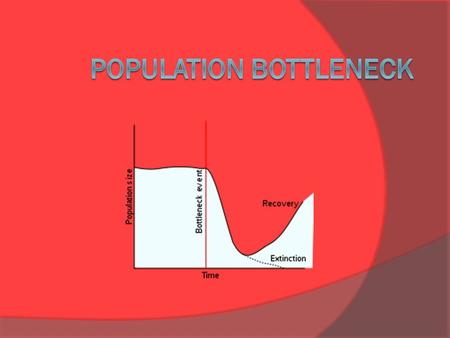 What is it?  A population bottleneck (or genetic bottleneck) is an evolutionary event in which a significant percentage of a population or species is.