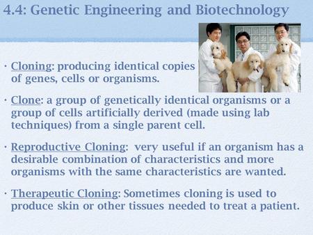 4.4: Genetic Engineering and Biotechnology Cloning: producing identical copies of genes, cells or organisms. Clone: a group of genetically identical organisms.