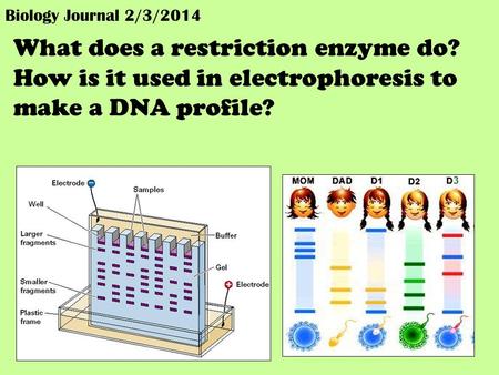 Biology Journal 2/3/2014 What does a restriction enzyme do? How is it used in electrophoresis to make a DNA profile?