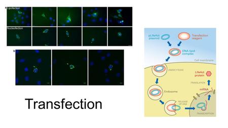 Transfection. What is transfection? Broadly defined, transfection is the process of artificially introducing nucleic acids (DNA or RNA) into cells, utilizing.