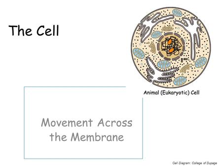 The Cell Movement Across the Membrane Cell Diagram: College of Dupage.