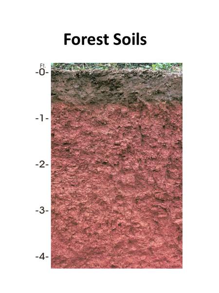 Forest Soils.