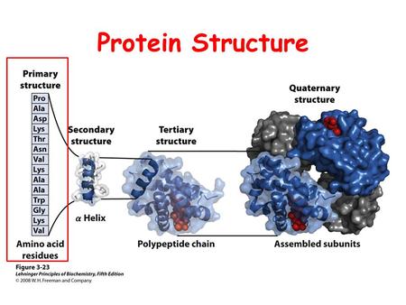 Protein Structure. Protein Structure I Primary Structure.